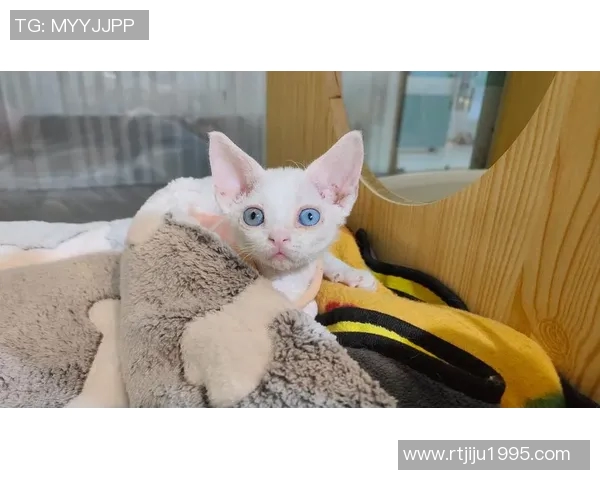 足球场上的萌宠们可爱到爆炸的足球明星们让人心动不已